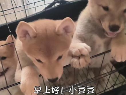我想多陪陪你们因为没有几天你们就要去新的主人家去了😒#治愈系柴犬幼崽 #治愈系萌宠日常 #柴犬宝宝 #@老雷和金豆银豆的卡车生活 @抖音小助手