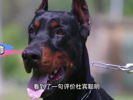 杜宾:狗中西装大佬,到底好不好养?#狗 #杜宾犬