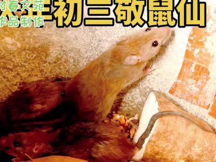 #大年初三习俗与禁忌 #老鼠娶亲 #付春文苑 #年俗年味 #年味
正月初三是“老鼠娶亲”的日子,你知道吗?大年初三有个风俗叫不扰仓神,说的就是不祸害老鼠。原本这东西就是“四害”之一,怎么今天就不能除害呢?在北方民间传说中,老鼠被列为“五大家仙”之一,与狐狸、黄鼠狼、刺猬、蛇共同构成家仙体系。这一说法在多个来源中均有记载,包括对“灰黄狐白柳”五仙的描述。人们常说的“仓神”就与丰收有关 :传统观念认为家中有老鼠代表“有余粮”,寄托对丰收的祈愿,部分地区在填仓节祭祀以祈求来年丰登。 初三宅家安顺遂,送穷纳福启新程 本文根据付春文苑原创作品制作。 民间相传,初三是“老鼠娶亲”的日子,老鼠在人们心中,被视为掌管家宅五谷丰饶的“仓神”。当晚,宜早早熄灯入睡,不喧哗、不打闹,不打扰这场神秘的“喜事”,寓意着来年粮仓充盈、家宅富足安康,如同为生活种下了一颗希望的种子。初三扫帚日扫走“穷气”,为新年轻装上阵整理情绪 年味尚浓,时序走到正月初三。这一天,没有初一的热闹喧腾,也不及初五“破五”的隆重祈愿,却藏着一则充满童趣与烟火智慧的民间传说——正月初三,是“老鼠娶亲”的日子,更是古人敬畏自然、祈愿富足的特殊时刻。 在老辈人的口中,初三的核心讲究便是“不扰仓神”。或许有人疑惑,小巧灵动的老鼠,为何会与“仓神”这一掌管五谷丰饶的身份绑定?这背后藏着农耕时代人们对万物的朴素认知。古时生产力低下,粮食是维系家宅存续的根本,而老鼠常年栖身粮仓附近,善于囤粮,在人们心中便渐渐被赋予了特殊意义,成为掌管家宅五谷、守护仓廪充盈的“仓神”,承载着人们对富足生活的深切向往。这一认知,也让“老鼠娶亲”的传说有了温暖的民俗根基。 民间相传,每到正月初三的夜晚,便是老鼠们举办盛大婚礼的时刻。想象中,小小的老鼠们身着红衣、抬着花轿,吹吹打打、欢天喜地,在屋角、粮仓旁举行一场神秘而热闹的“喜事”。为了不打扰这场专属鼠辈的庆典,也为了讨好这位“仓神”,老辈人便留下了不成文的规矩:当晚宜早早熄灯入睡,紧闭灯火,不喧哗、不打闹,连孩童也要被轻声哄睡,不许哭闹惊扰。更有细心人家,会在墙角、鼠洞旁撒上少许米粒、糕饼,当作给老鼠婚礼的“贺礼”,这被称为“老鼠分钱”,寓意着与鼠辈共享丰收,祈求它们来年手下留情,不糟蹋家中粮食。 这份看似简单的迁就,实则藏着最真挚的祈福。人们相信,若能恭敬对待这场神秘的“鼠婚”,不扰仓神、善