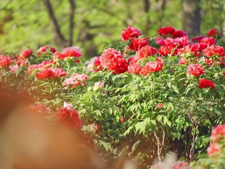 #曹州牡丹园 这里就是#郝熠然 念念不忘的家乡-山东菏泽。花漾菏泽,醉美曹州,欢迎您 #牡丹花海有多美 #曹州牡丹甲天下 #全国赏花打卡地图