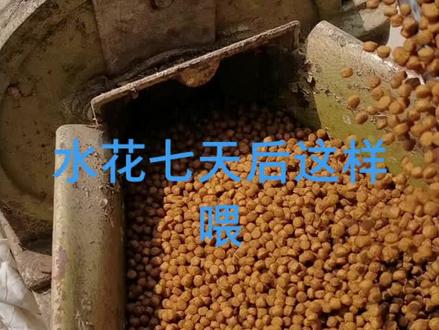 水花七天后这样喂,节约成本不浪费#鱼苗 #特种水产养殖 @DOU+小助手