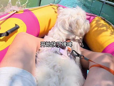 希望再多一些像常州这样的宠物友好景区 真的太好玩了! #毛茸茸的常州