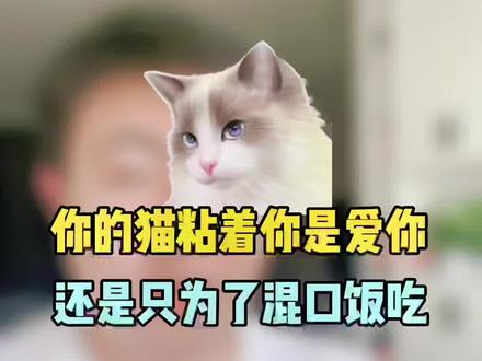 你的猫咪是真的爱你才跟随你,还是只为了混口饭吃呢#猫咪课堂 #萌宠 #猫咪的迷惑行为 #猫 #宠物知识 @DOU+小助手
