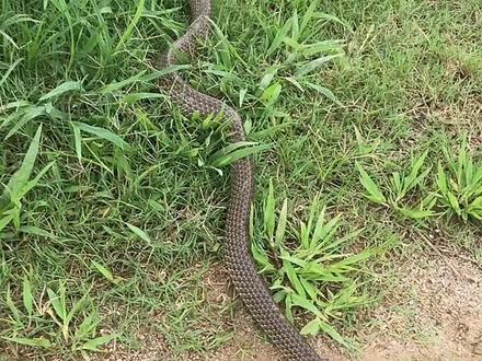 黄条蛇🐍无毒,放生,放生?保护野生动物,人人有责。