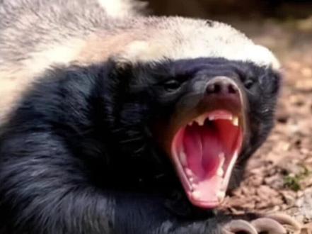 中毒后的平头哥想要偷吃小猴子,没想到为此付出了惨痛的代价#平头哥蜜獾 #动物世界 #神奇动物在这里 #动物纪录片