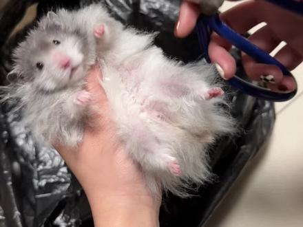 tony老师线上教学~给鼠子理发咯~哈哈哈#金丝熊 #萌宠 #宠物 #发型改变气质 #可爱到爆炸💥