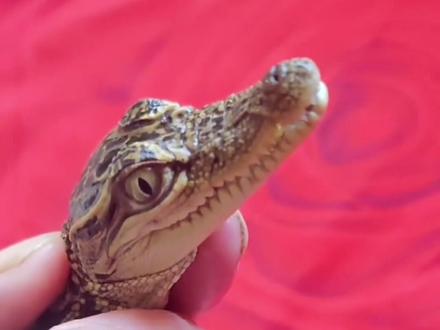 小鳄鱼不开食怎么解决?给粉丝的教程来咯#爬宠 #鳄鱼 #宠物 #教程来了