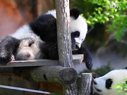 法国续租成功!旅法大熊猫欢欢和圆仔租期延至2027年