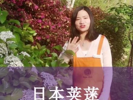 日本荚蒾养护知识你学到了吗?#荚蒾 #花卉绿植 #爱生活爱养花 #别墅庭院植物 #园林景观