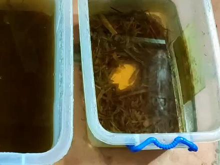 我用草履虫洄水喂养斗鱼苗,每批都开口,草履虫繁殖方法教程分享给大家!#农村生活 #草履虫 #斗鱼繁殖