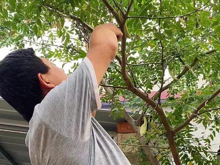 41岁回村养老,院子里的皂角树结皂角了,今天收获皂角#我的乡村生活 #新农人计划2023 #三农