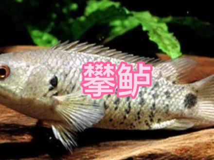 攀鲈属小型亚洲淡水鱼。别称:过山鲫、龟壳攀鲈、攀木鱼。