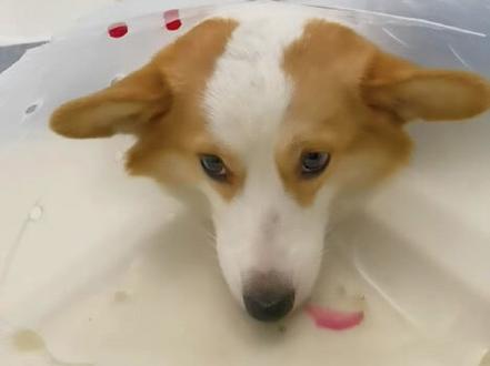 真是体会到不养孩儿不知父母恩啊#抖音热门♬♬ #柯基 #柯基宝宝 #幼崽成长记