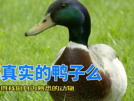 我们经常见的鸭子你了解它么?一分钟了解自然动物 #动物世界 #人与自然 #儿童科普