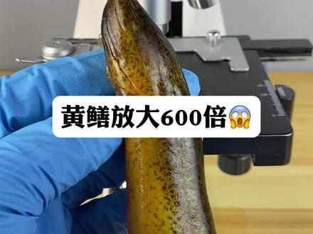 黄鳝真有寄生虫吗?#显微镜下的世界 #微观世界 #黄鳝