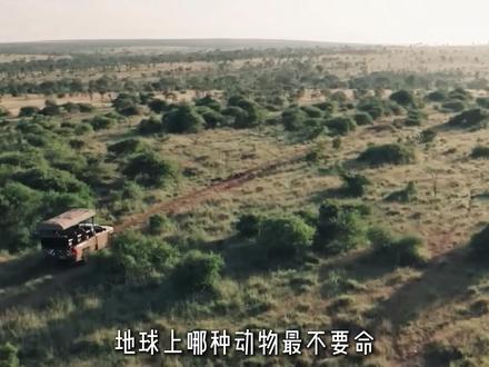 生死看淡,不服就干,杀不死的草原平头哥——蜜獾#蜜獾 #动物科普