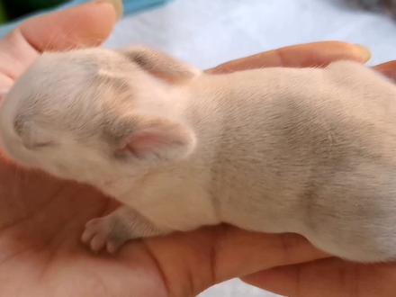 第七天的小兔子,幼兔尿尿骚吗?其实无色无味,含尿量却很高 #暹罗兔 #幼兔 #小兔子