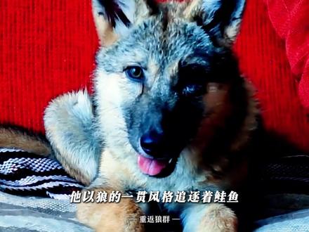 #重返狼群 怪不得格林能当狼王,原先天天在家看动物世界 #重返狼群格林 #李微漪 #纪录片 #人与自然