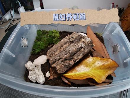教你做一个鼠妇养殖箱#鼠妇#微景观#无声的宠物