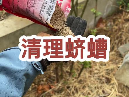 如果地栽月季长势不好,月季花上有很多金龟子,地下定有蛴螬在啃食根系#月季养护 #地下害虫防治