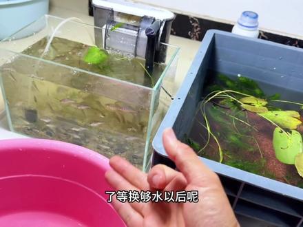 原生鱼转水 转水也叫过水是观赏鱼常用的一个抗应激方法还有一个叫过温#原生鱼 #鳑鲏 #过温过水 #观赏鱼 #新手养鱼