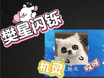 小猫指哪打哪说是#樊星闪铄 #rc樊樊 #rc铄北 @Rc.樊樊 #樊樊小猫饲养日记