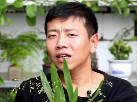 喜欢养梦香兰吗?香味挺好闻,今天小齐教大家换盆!#抖知加油站 #新技能速成