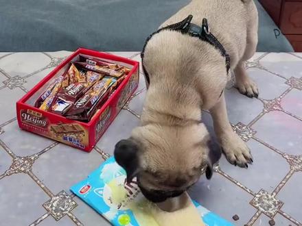 小朋友都爱看的搞笑视频 #爱学习的小可爱是人间理想 #亲子互动 #小朋友都爱看 #亲子早教 #3到6岁儿童益智早教视频