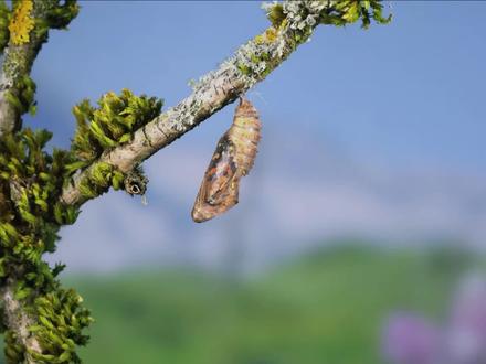 断肢重生的「不老神兽」,99%的栖息地被填湖造城,野外已功能性灭绝 #美西螈 #再生能力 #功能性灭绝 #自然奇境科普季 #神奇动物在抖音