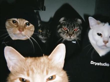 和大家一起分享#萌宠