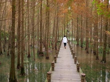 不出四川就可以行走在挪威,拥有神秘的水上公园,数千水杉伫立其中,这里是童话里的绿野仙踪,也是——四川桤木河湿地公园#成都周边游 #旅行推荐官 #凯乐石羽绒服 #天猫小黑盒#Kailas凯乐石官方旗舰店