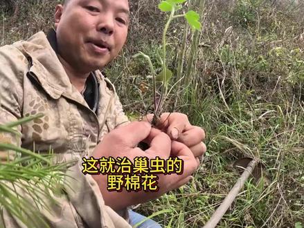 治蜜蜂巢虫的野棉花,对幼蜂也有毒性,用法一定要注意 #野外 #野外生存 #蜂蜡 #诱蜂水 #养蜂 #诱蜂桶