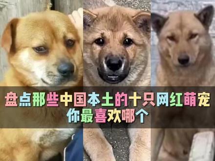 盘点那些中国本土的十只网红萌宠,你最喜欢哪个 #田园犬 #大黄狗