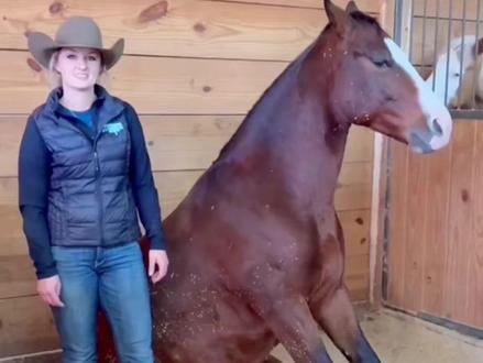 当马儿站累时,它就会一屁股坐在地上休息一下,为了保持身体平衡,它们会将前脚和后脚并在一起,形成一个稳定的三角形,看上去十分的呆萌可爱#马 #动物解说 #动物的迷惑行为 #猫咪 #神奇动物在抖音