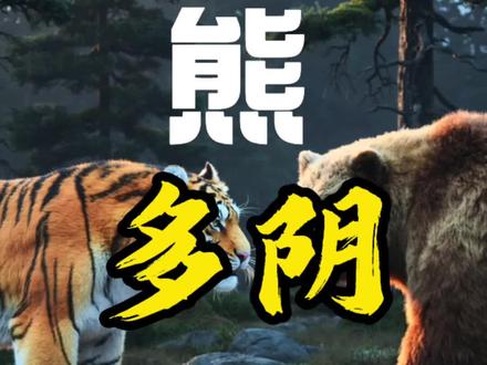 老虎和熊打架谁能赢?熊到底有多阴#熊 #虎