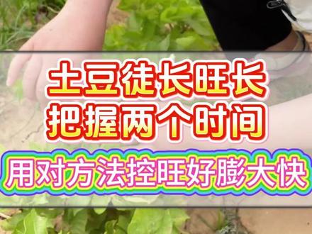 土豆徒长旺长把握两个时间用对方法控旺好膨大快 #土豆种植#土豆种植技术#洋芋种植#三农种植