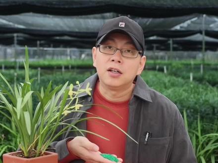 刚上盆的兰花什么时候施肥?#阳台养兰 #养兰人