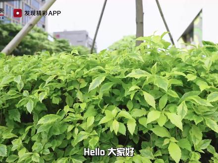 一次AITO问界M7探访,找到分期购车的秘密!广发卡首席体验官花花来华为智能生活馆探点啦!和广发Huawei Card 持卡人小姐姐一起试驾AITO新车问界M7!#汽车 #每天一个用车知识