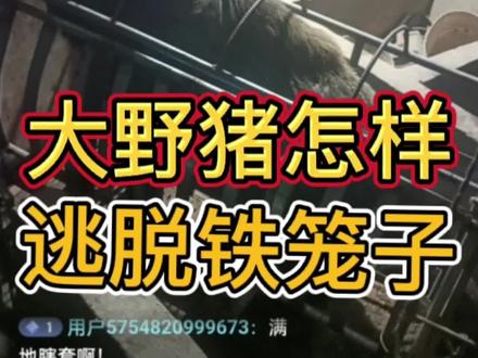 现场直播,大野猪是怎么逃出铁笼子的!#新农村计划2022 #优质农产品 #三农 #我的乡村生活 #跑山猪 @DOU+小助手 @小乡妹