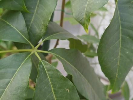 w4白柿冰激凌果,开花了。#农业种植 #植物生长过程 #盆栽果树 #你的家乡有这种植物吗 #生活的美无处不在