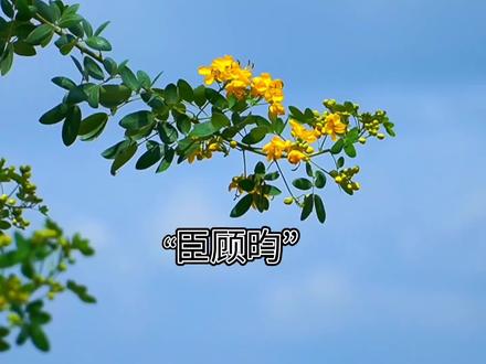 四海清平,山河依旧。
我大将军一言九鼎,战无不胜。
#杀破狼 #长庚 #顾昀 #广播剧 #声优都是怪物