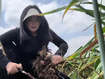 谁想体验农村刨大蒜一日游体验生活。 这就是你们羡慕的生活,我们快顶不住了#农村记录美好生活 #婆媳妯娌日常 #抛大蒜 #农活干起来
