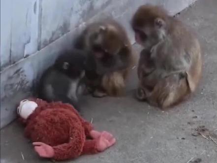 希望Panchi宝宝在新的一年可以交到更多的好朋友 #猴子 #动物 #动物园