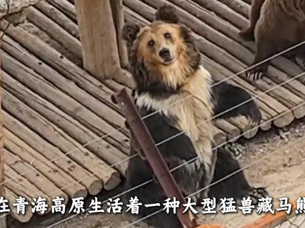 【小心“熊出没”】 藏马熊,是棕熊的一种。近年来,青海生态保护越来越好,藏马熊也越来越多,对对人畜安全和财产构成潜在风险,我们该如何防备它们呢?#棕熊 #藏马熊 #一分钟带您了解青海#生命树下看青海#守护镜头里的动物