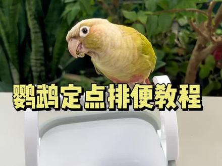 来一个视频告诉你怎么训练鹦鹉定点排便。#鹦鹉 #小太阳 #鹦鹉日常 #萌宠出道计划