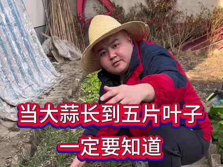 大蒜种植 当大蒜长到五片叶子一定要知道大蒜最喜欢的肥料#大蒜种植#大蒜增产#大蒜高产管理#蔬菜种植#农业种植