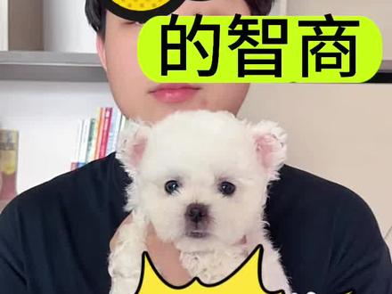 比熊的智商相当于几岁孩子呢?