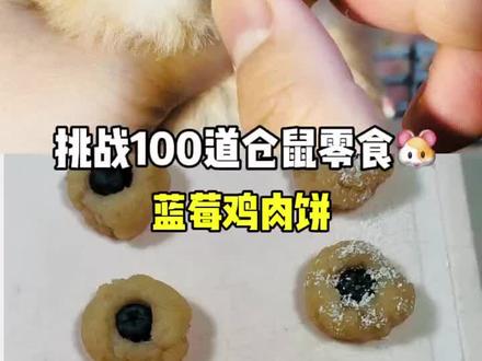 挑战给小仓鼠做100道零食 #仓鼠#仓鼠零食#仓鼠日常