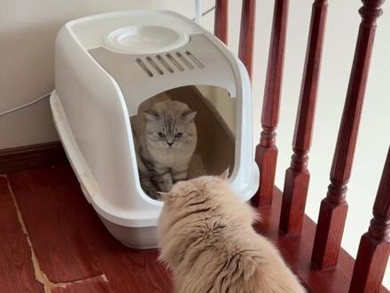 猫咪打架时铲屎官的全错误示范 猫咪打架时,人应该怎样正确应对?先来看看铲屎官的这次全错误示范
#记录宠物的日常生活 #多猫家庭 #养宠进阶指南 #科学养宠攻略