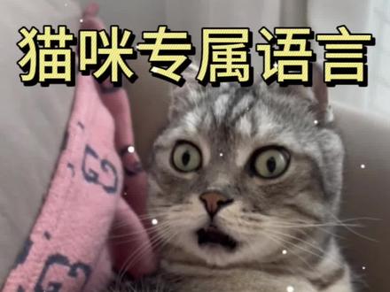 猫猫专属召唤语言,快来看看。随便试试你家猫猫会不会被召唤过来#宠物冷知识 #养猫经验分享 #养猫新手 #养猫日常 #猫语十级
